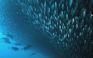  School of fish 